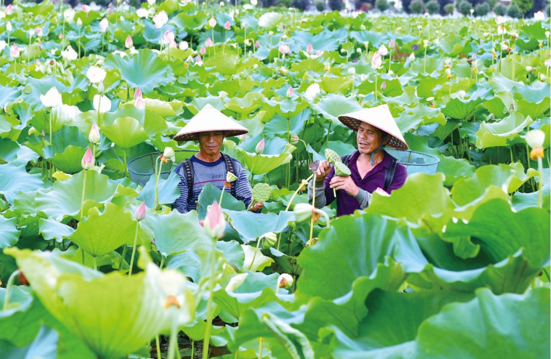 乡村振兴看浏阳|七月采莲正当时,"美丽经济"富农家
