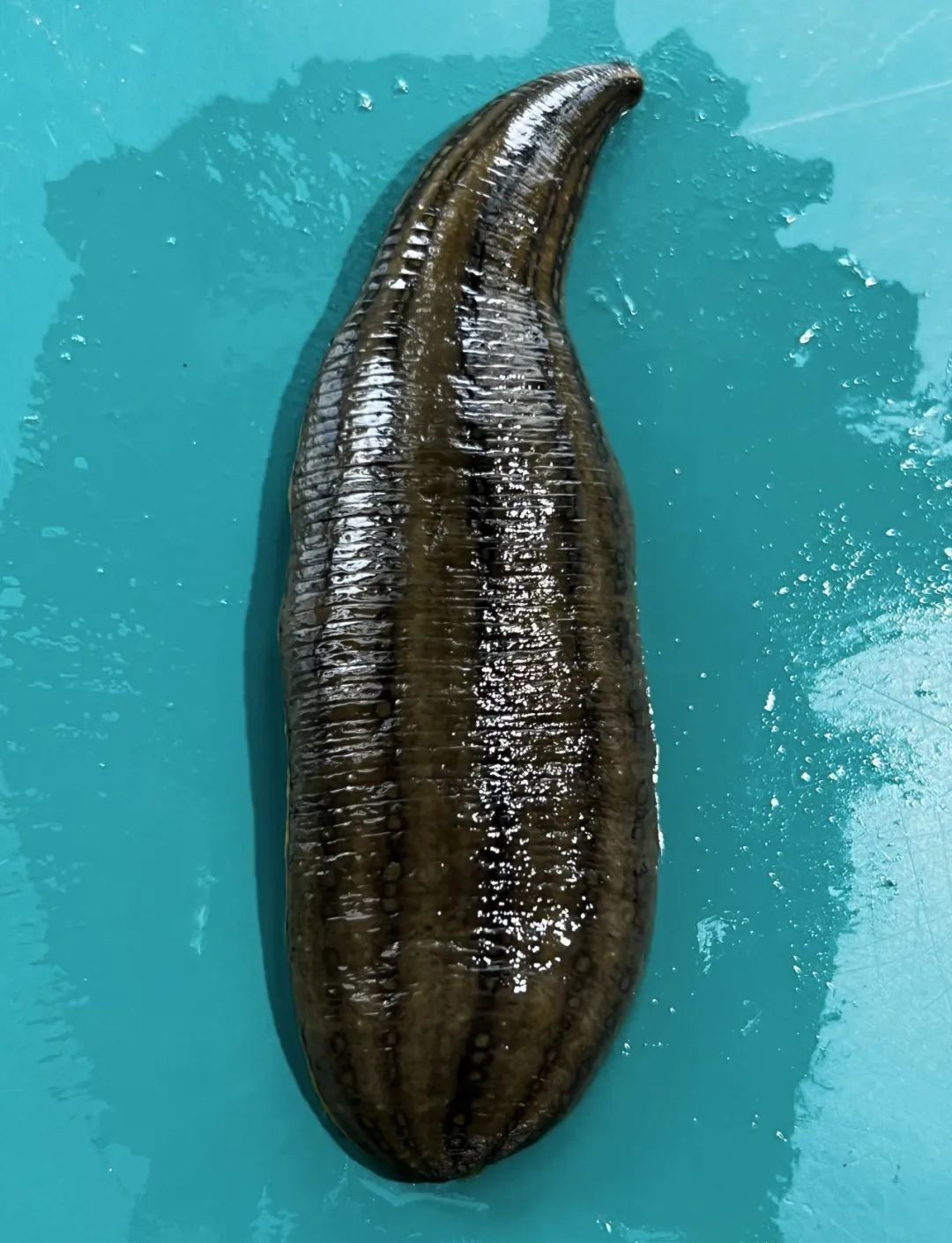 蚂蟥吸血的真相:是否会钻入体内?