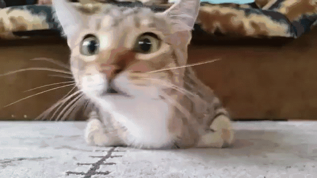 (注意,猫咪跳高有限制,高楼养猫一定要封窗哦,否则会有生命危险) 如果