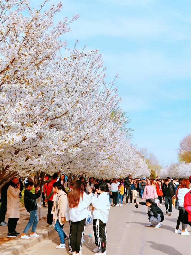 许昌学院樱花节图片