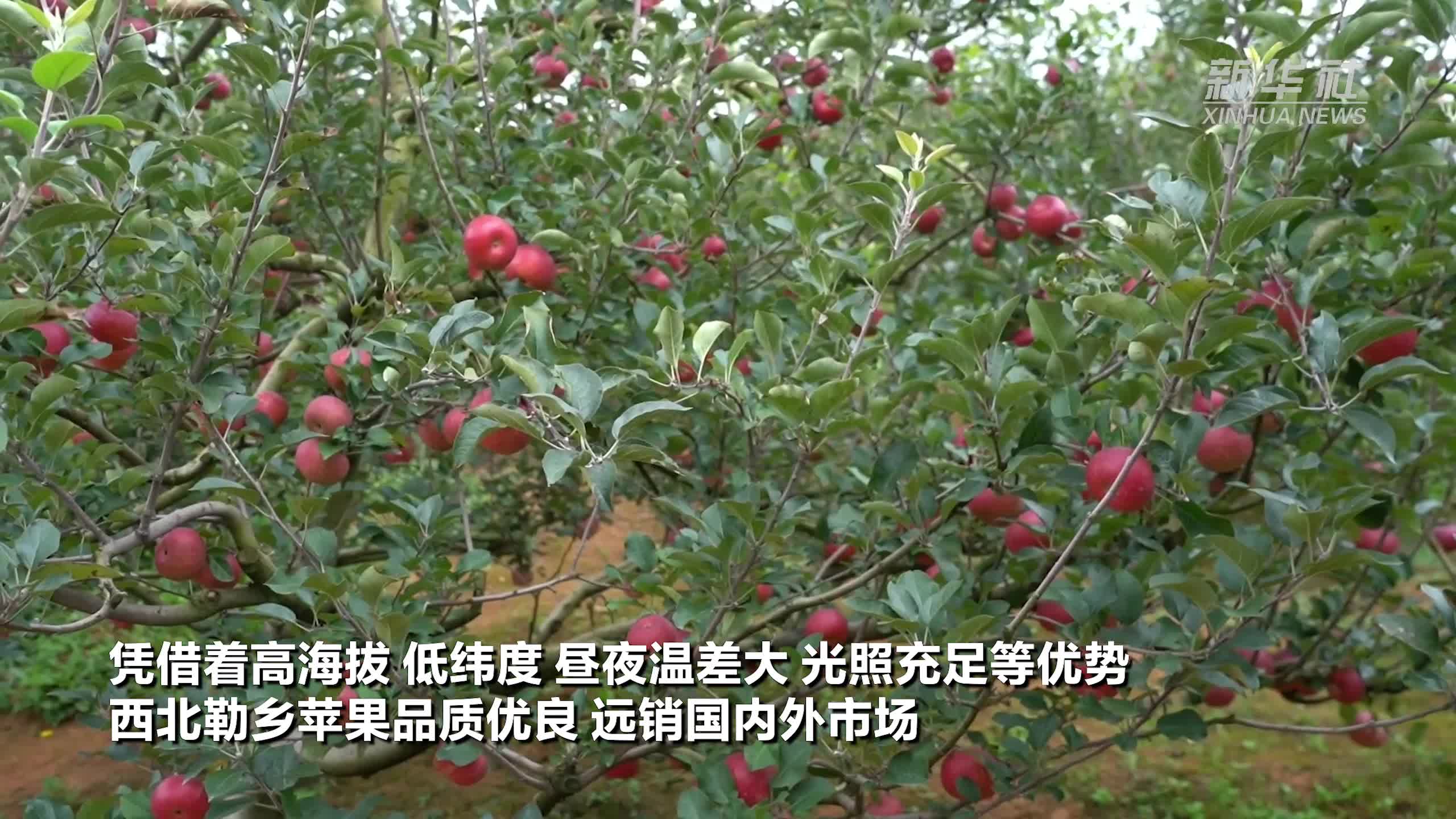 种植致富经云南(致富经种植药材视频)