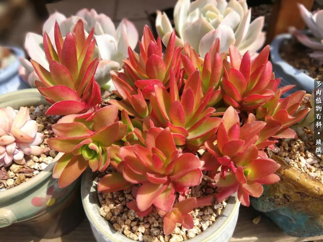 火祭徒长变绿怎么办?