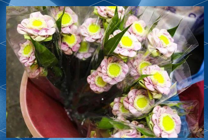 泰国派克隆花市:鲜花盛放的文化与经济之旅