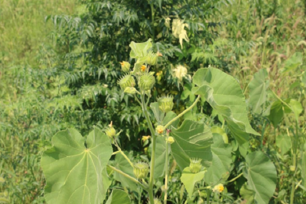 可以搓麻绳的植物图片图片