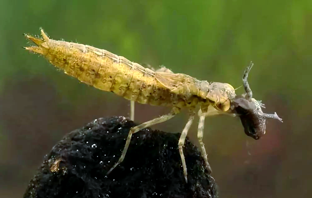 水虿:蜻蜓的幼虫之旅