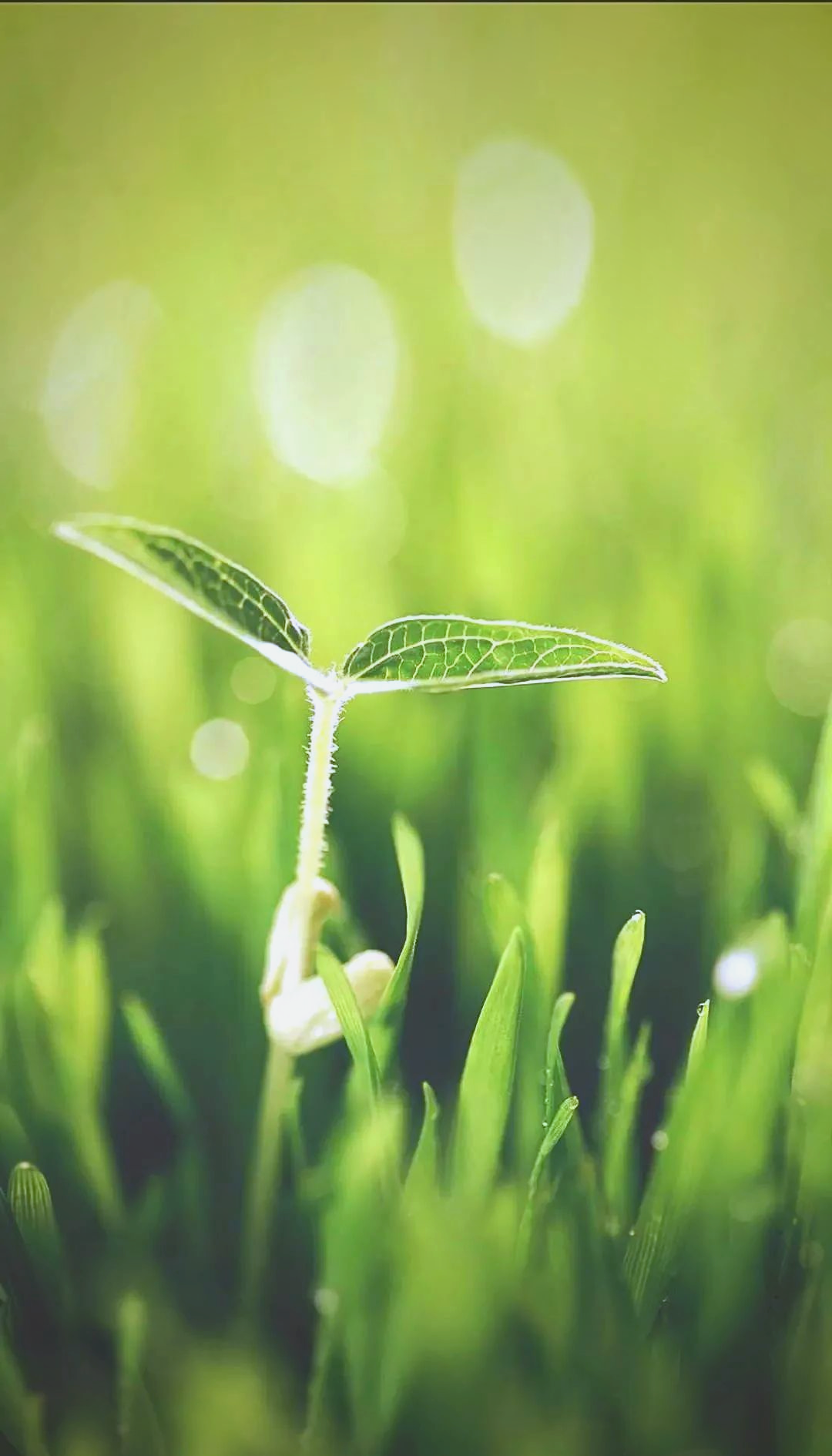 高清微信护眼图集,选一张做聊天背景,保护你的眼睛!