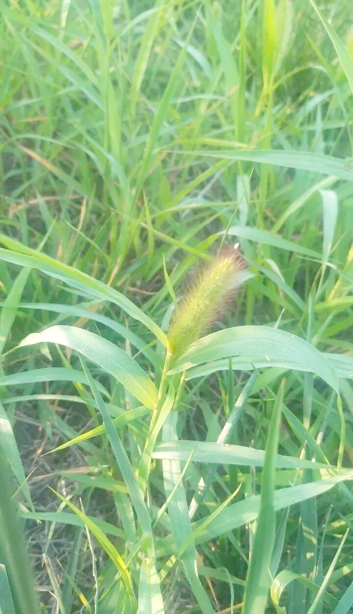 狼尾草与狗尾草的独特魅力:从田间杂草到艺术灵感