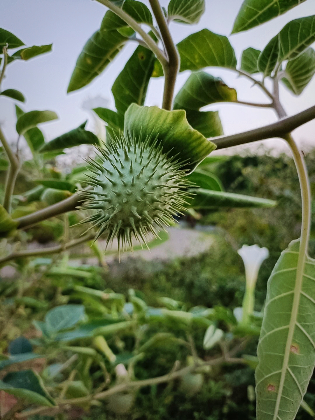 奇妙的中草药——毛曼陀罗