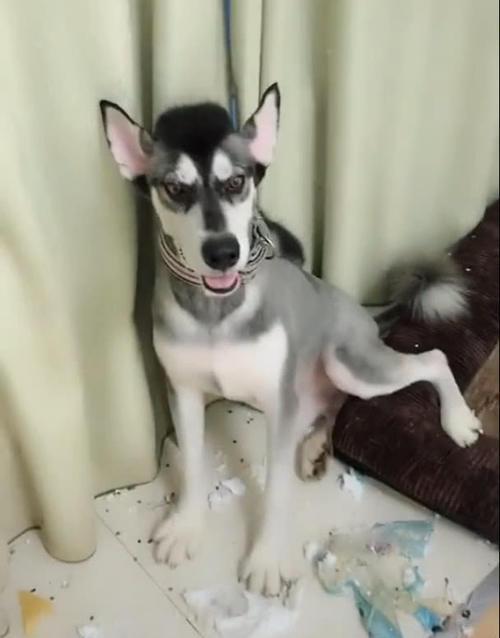 铲屎官把二哈剃成了驴,刚开始狗狗没意见,晚上回家开门主人傻眼