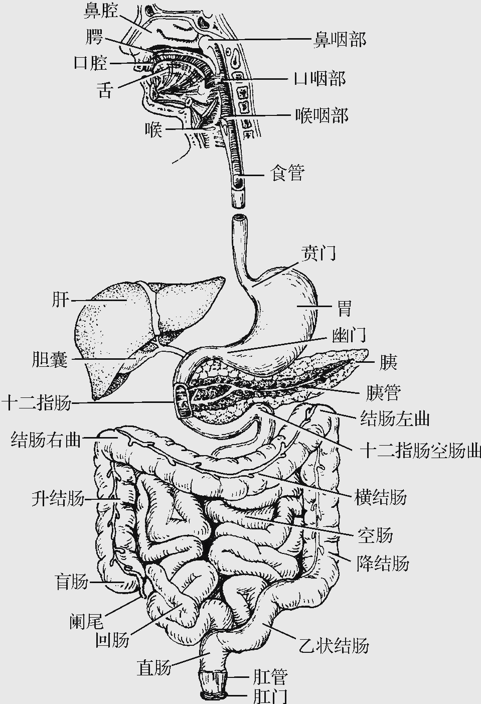 消化系统中的消化管:全面解析其结构与功能