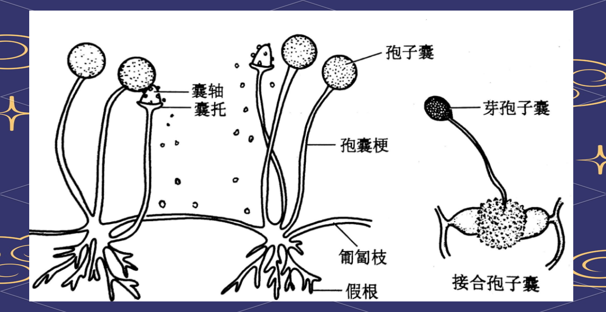 霉菌的形态,繁殖与鉴定应用全解析