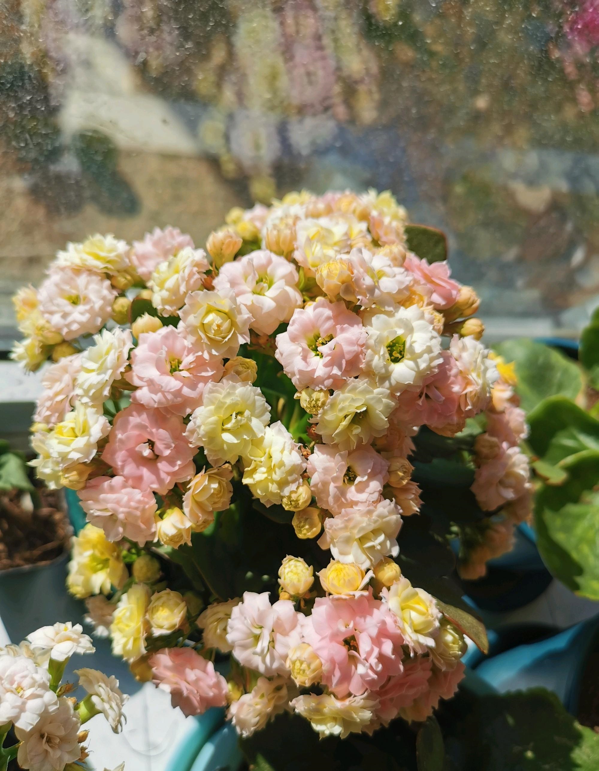 长寿花界的"彩虹",花朵五颜六色,颜值高,多季开,你值得拥有