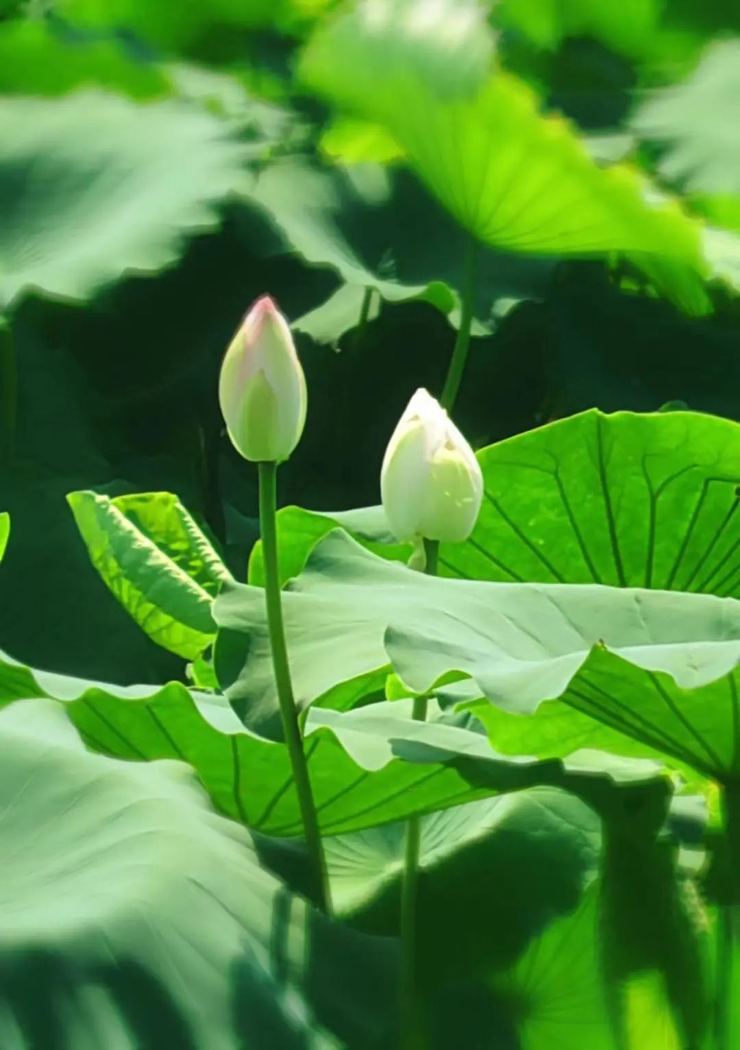 与荷花"藕遇",松江这波养眼美图请收下