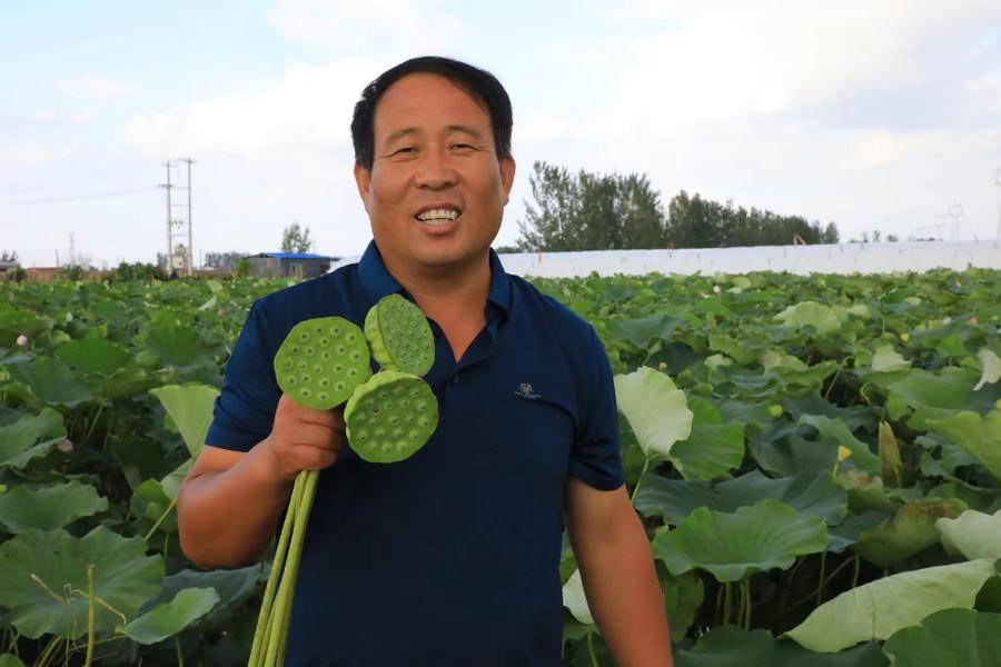 亩收益过万,采莲人张志龙念活莲蓬致富经
