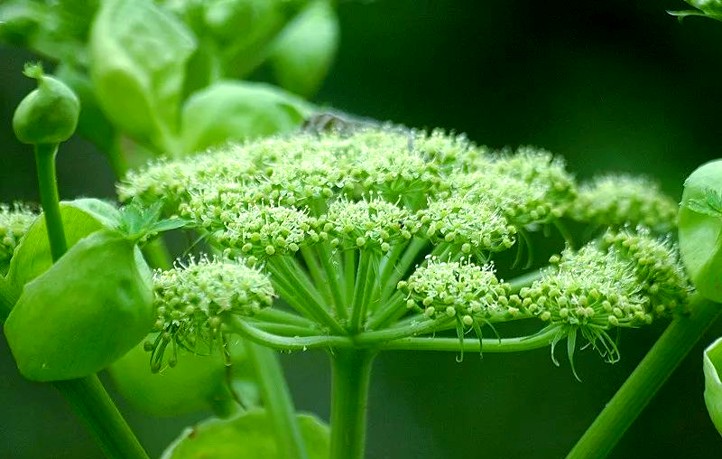 明日叶:营养丰富的"长寿仙草"