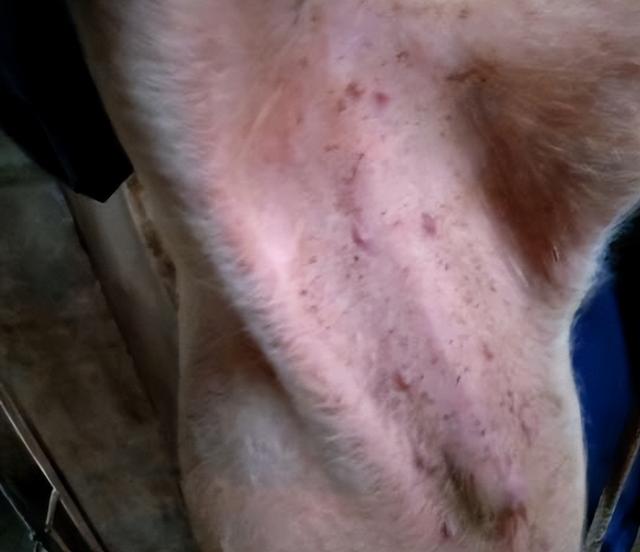 猪球虫病的诊断和治疗,如何区分球虫病与仔猪白痢?