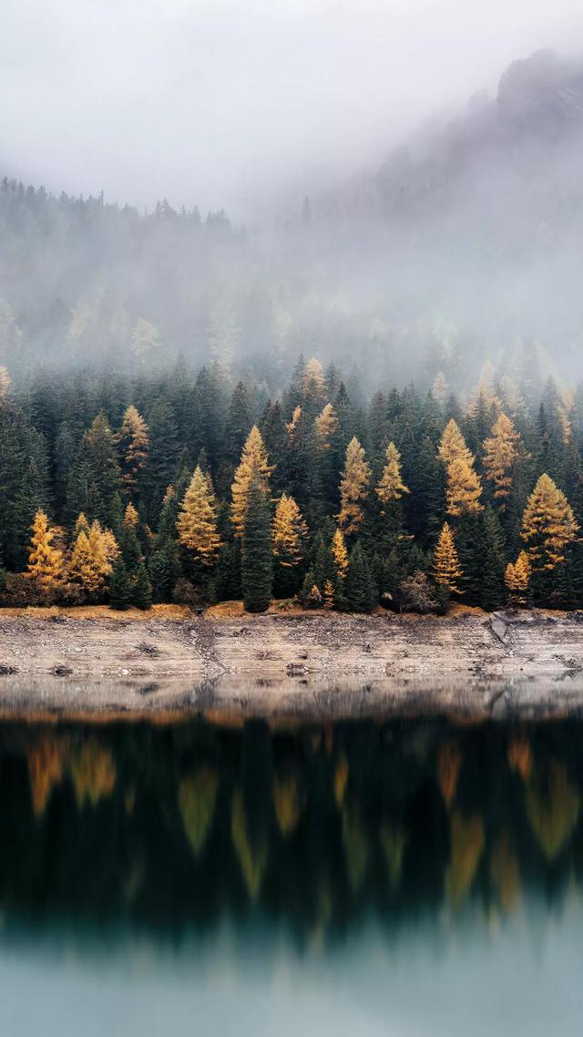 大自然的魅力,唯美的大自然森林手机壁纸