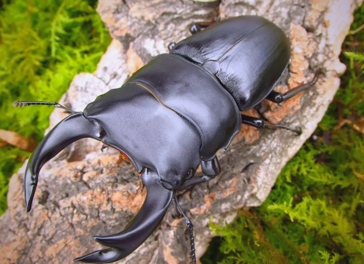 探索多样甲虫世界:你能认识几种?