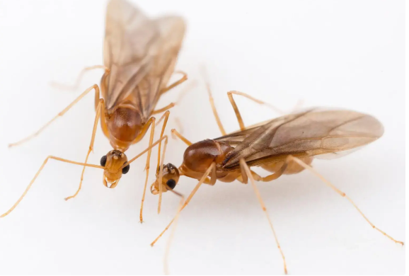 违背生物遗传规律?科学家发现黄疯蚁有两套dna,是真实的嵌合体