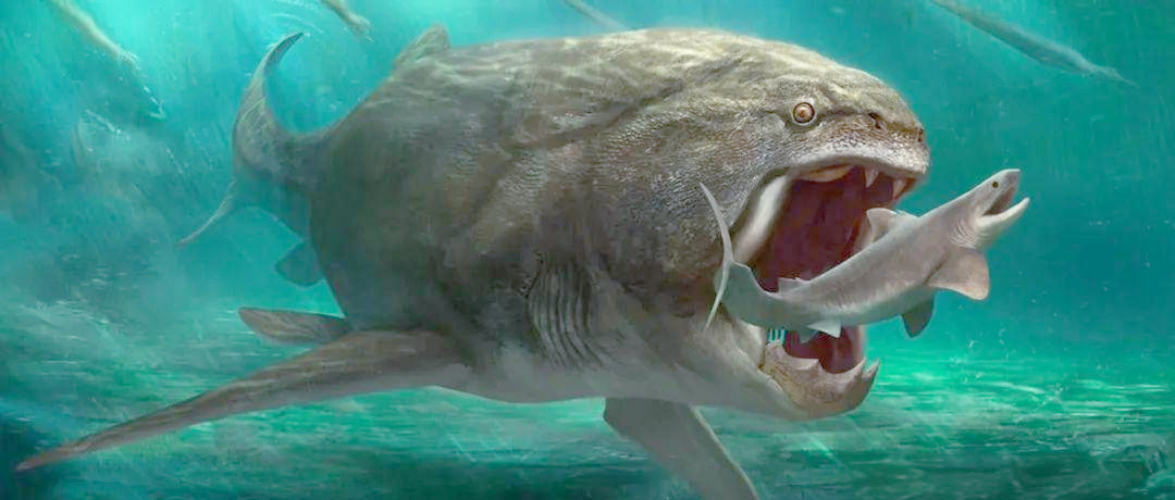 没有牙齿却咬合力惊人,邓氏鱼:水中霸主,体型巨大且无天敌!