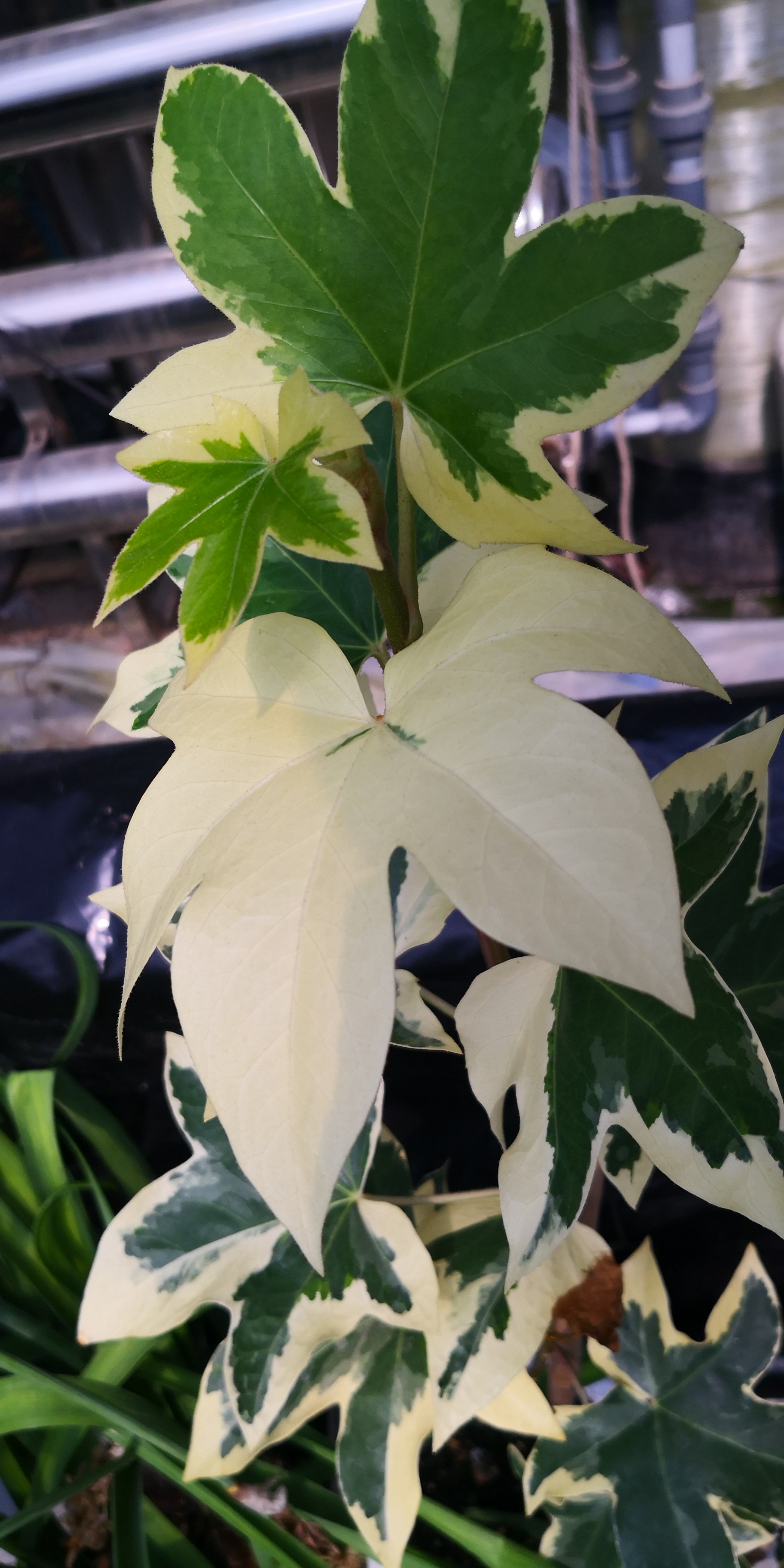 室内能耐阴,好养颜值高的花叶熊掌木