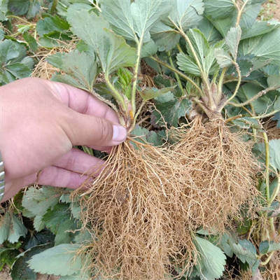 天使ae草莓苗品种又被称为天使8号草莓,果实白色,口感甜