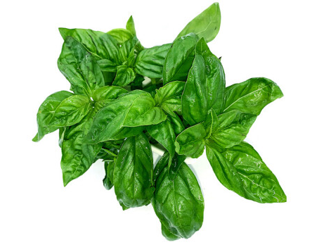 罗勒叶在中国的名字叫什么呢?