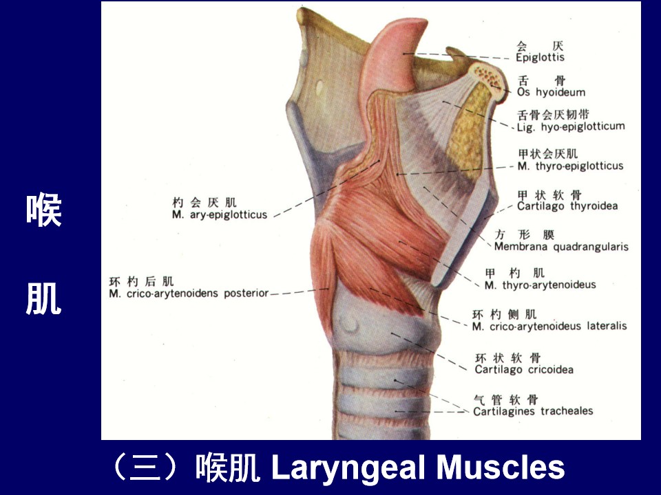 颈部和喉的断层解剖