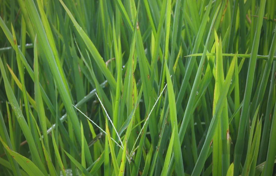 水稻稻瘟病科普知识与防治方法