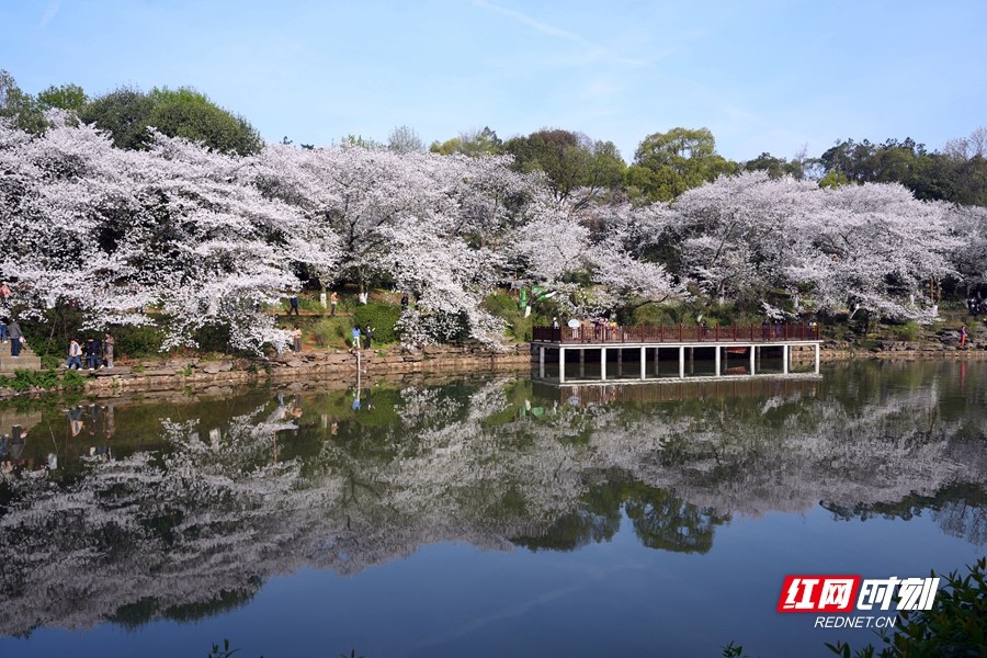 湖南植物园樱花图片