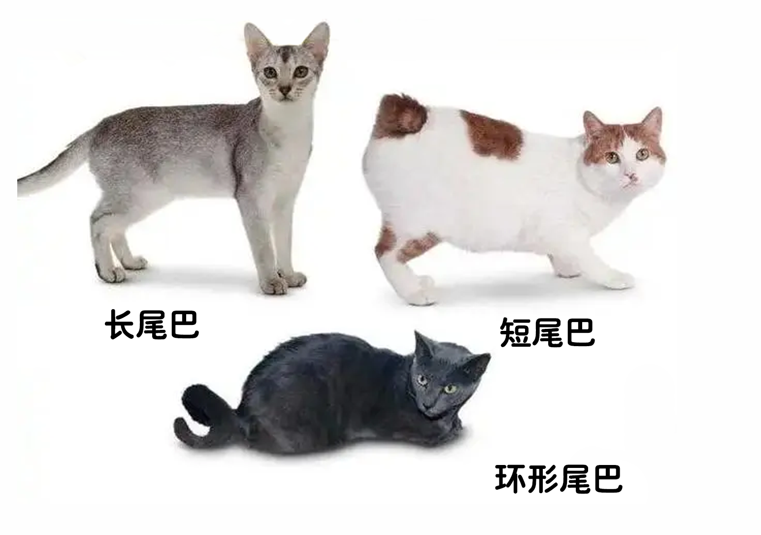 母猫身体结构图片