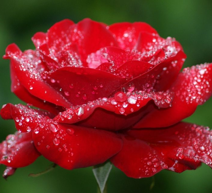 微信头像精选各种好看的女性花朵头像