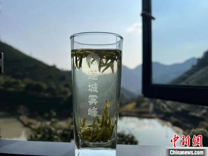 浙江丽水"莲城雾峰"茶上市 售价每斤高达1500元