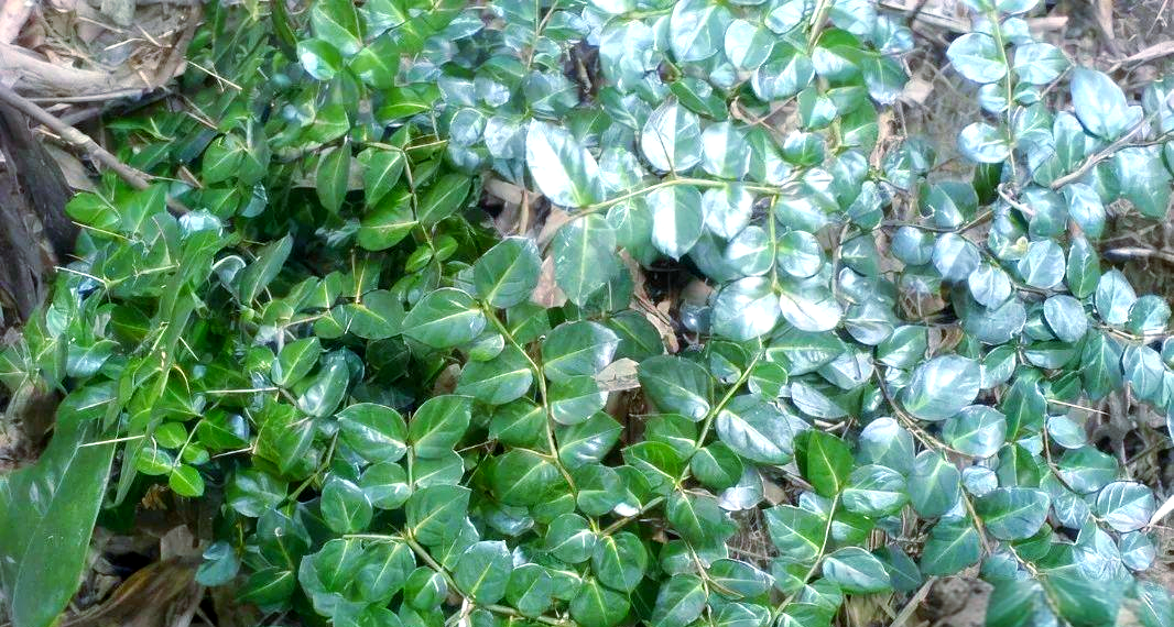 农村宝藏"肝炎草",助老公朋友成功治愈肝病