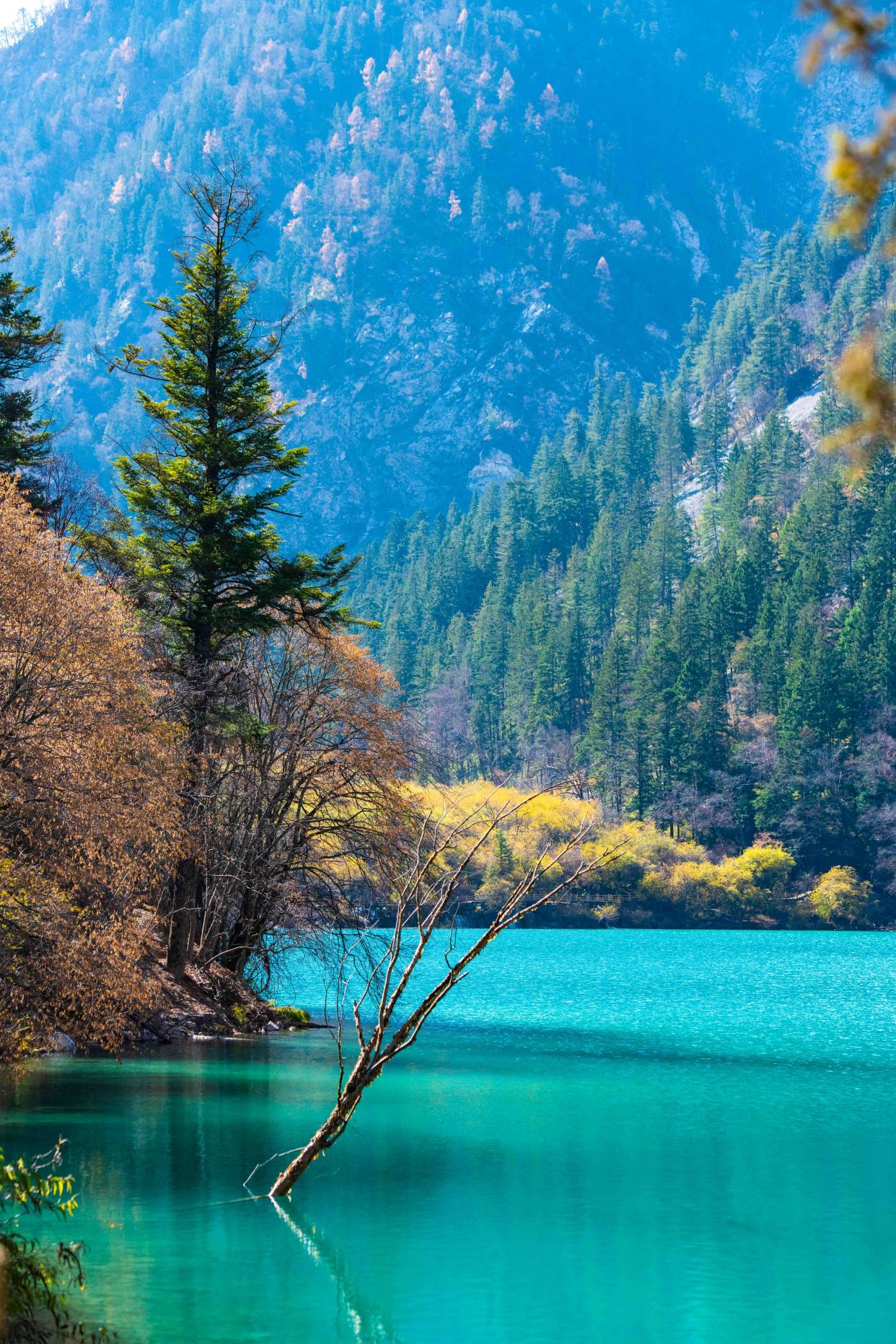 你知道秋天的九寨沟有多美吗?实拍原生态画卷,一生必去一次!