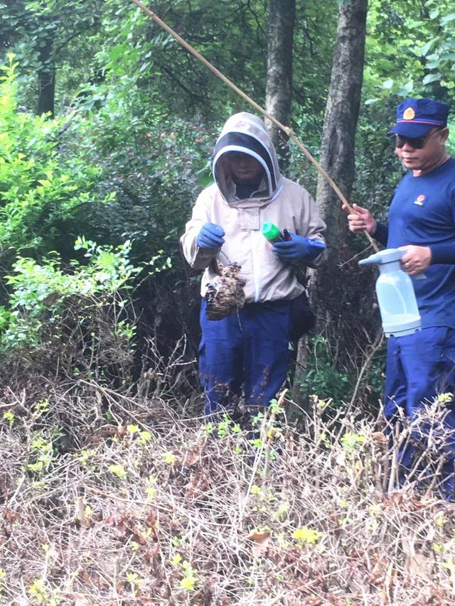 直径20厘米马蜂窝藏在柳州这个小游园 消防出动成功排"雷"
