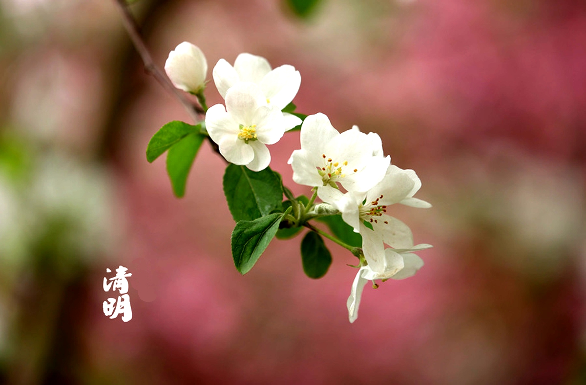 《清明》美诗:偷折青梅童子,争骑竹马女娃