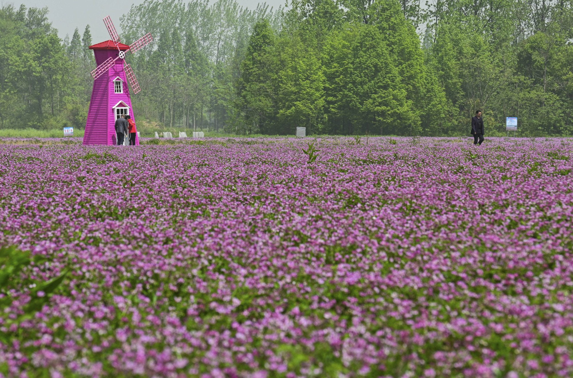 安徽南陵:紫云英花海引客来