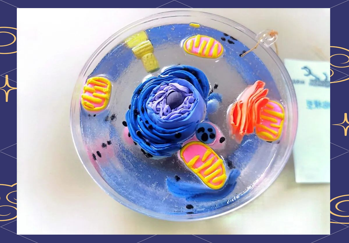 探索真核细胞奥秘:学生模型构建大赛揭晓