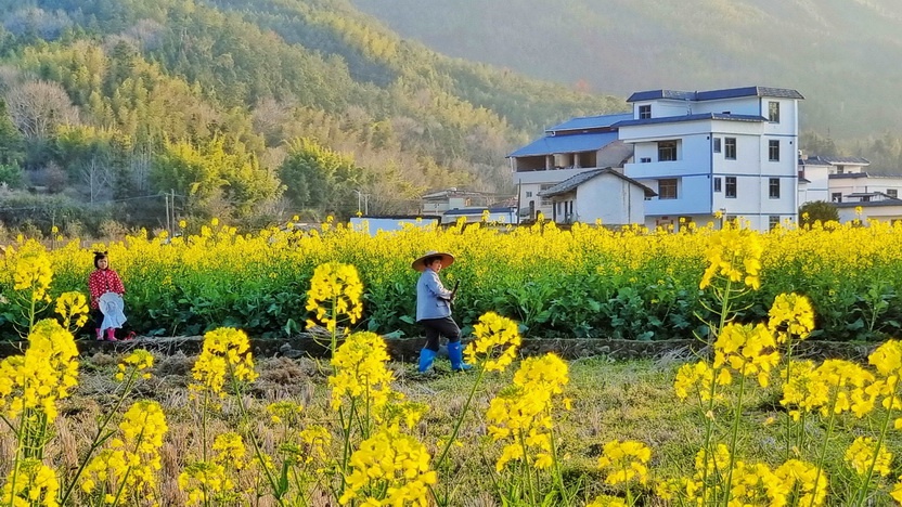 和平县浰源镇山下村上百亩油菜花迎春绽放