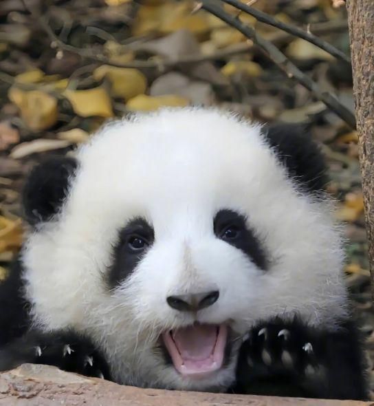 "熊猫界女顶流"花花被抢注,又一批网红商标陆续售罄中