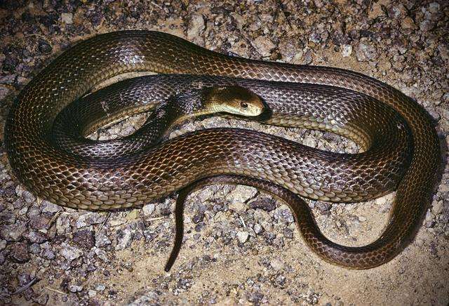 世界第一毒蛇排名四大图片