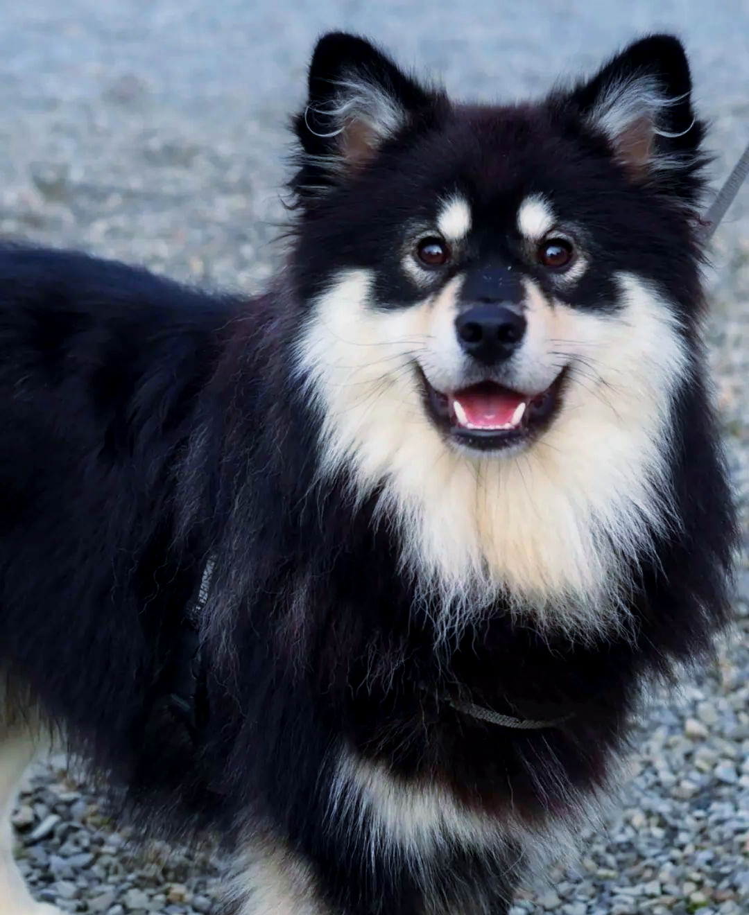 芬兰拉普猎犬:极地环境下的全能狗狗,介绍给圣诞老人吧!