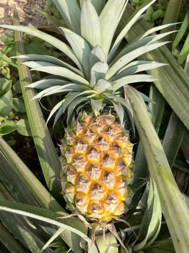 这个镇的菠萝,凭啥吊打全国