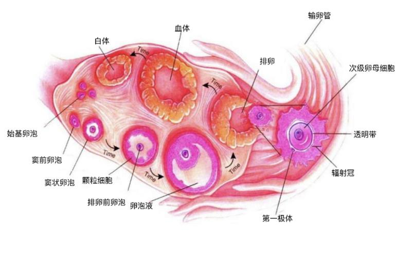女性卵巢:结构,位置与尺寸变化的深度解析