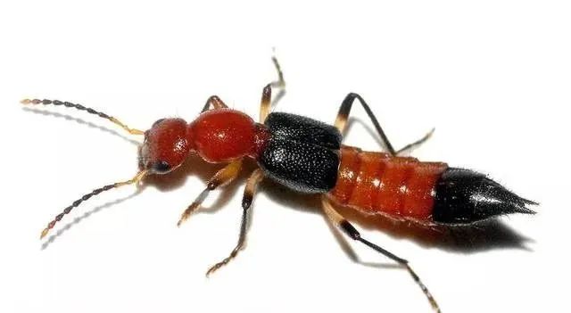 夏季是隐翅虫皮炎的高发期,该病是 皮肤接触毒隐翅虫的强酸性毒液