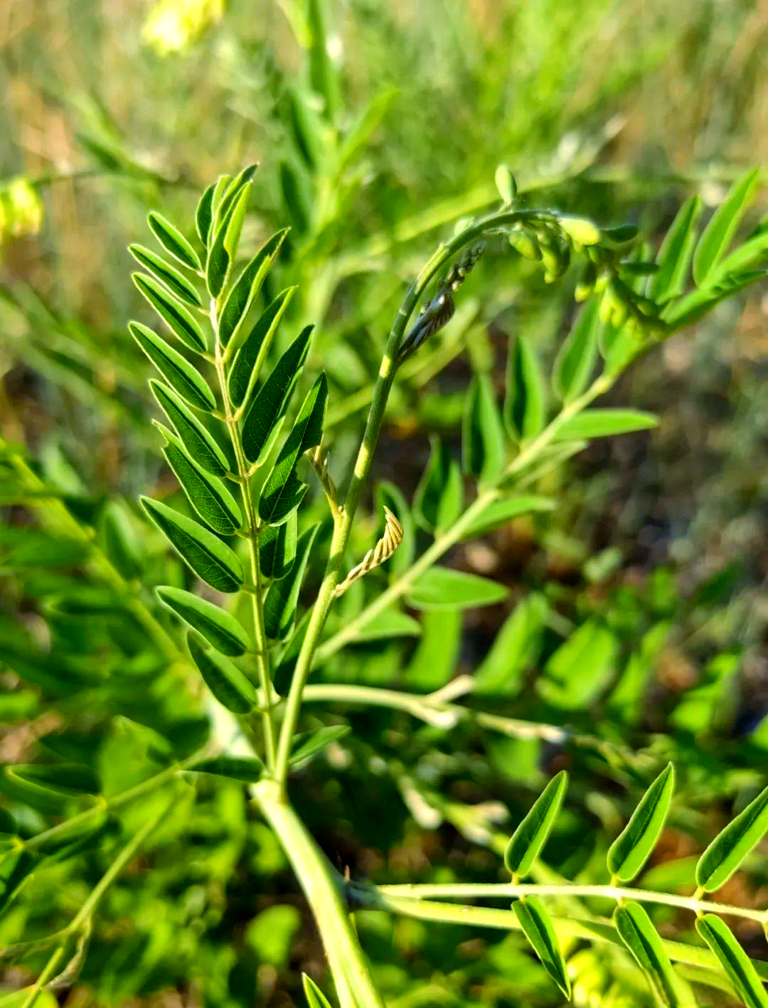 苦参:从槐花到草药的多面植物探索