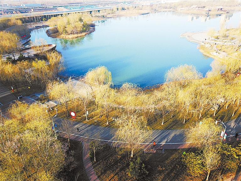 垂柳竞相返青吐绿 高碑店燕赵公园 "柳塘春早"