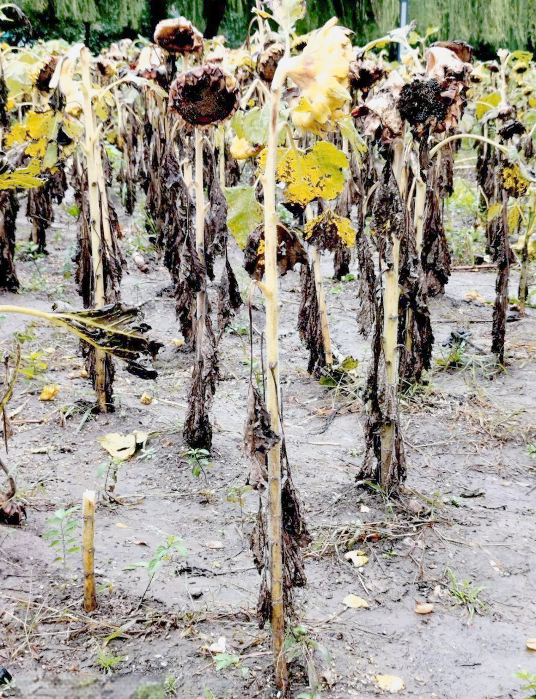 雨中拍摄的漆黑向日葵,向安塞姆•基弗致敬