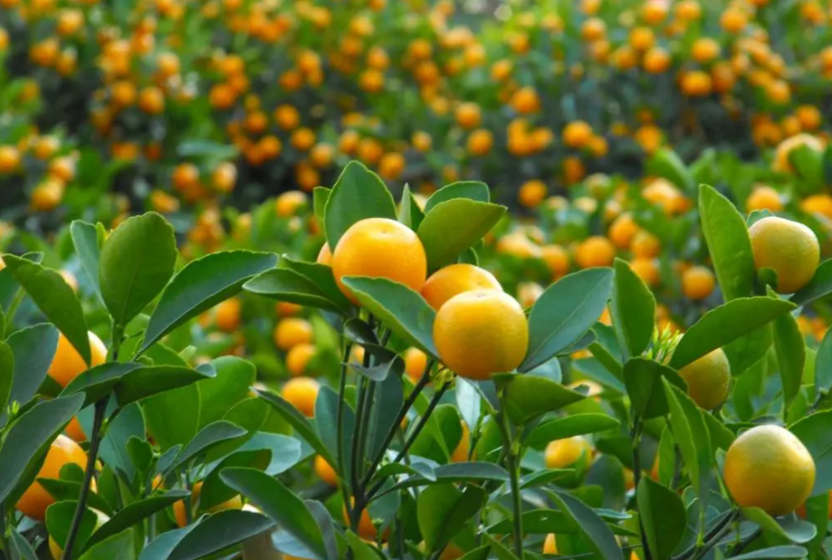 脆蜜金桔保花保果方案